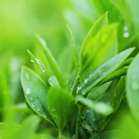 Tea Tree - Чайное дерево